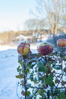 Apples on metal trellis with ivy in the snowy garden