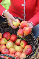 Freshly harvested apples