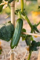 Cucumber on a climbing frame shortly before harvesting