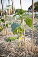 Young cucumber plant with flowers on a trellis - soil mulched with hay