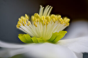 Christmas rose, stamens and pistil (Helleborus niger), macro