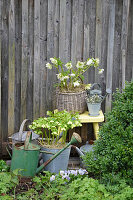 White hellebores in pots with straw