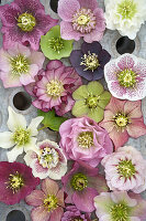 Helleborus-Tableau