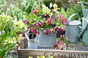 Christrosen (Helleborus) im Zinkeimer, Sorte 'Elise'