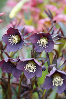 Helleborusblüten, Sorte 'Black', Portrait