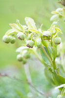 Christmas rose (Helleborus), buds in the garden bed