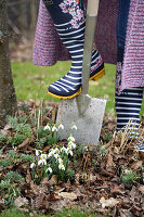 Digging up snowdrops (Galanthus)