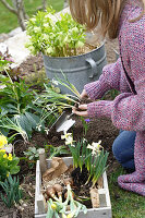 Eine Frau pflanzt Blumen im Garten