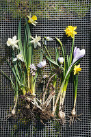 Early bloomers with bulbs, daffodils, crocus, snowdrops, on a grid