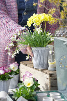 Blooming snowdrops (Galanthus) in a pot