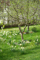 Narzissen (Narcissus) in Frühlingsgarten unter blühendem Baum