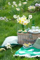 Picnic in the meadow with daffodils