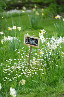 Frühlingswiese mit Schild 'No Mow' (Mähfrei), Narzissen und Gänseblümchen