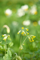 Cowslips (Primula veris) in the meadow