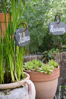 Terracotta pots with calamus (Acorus) and houseleek (Sempervivum) in the garden