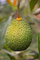 Fresh green Hass avocado on the tree (Mexico)