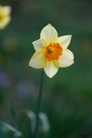 Weisse Narzissenblüte (Narcissus) blühend im Garten