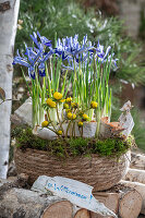 Zwerg-Iris (Iris reticulata) 'Clairette und Winterling (Eranthis Hyemalis) in Blumenschale auf Holzstoß