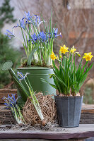 Daffodils;Tete a Tete;Boucle;Iris reticulata;Clairette;