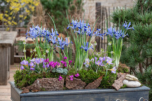 Zwerg-Iris (Iris reticulata) 'Clairette', Traubenhyazinthen  'White Magic', Krokus und Alpenveilchen in Blumenschale