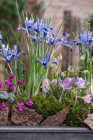 Zwerg-Iris (Iris reticulata) 'Clairette', Traubenhyazinthen  'White Magic', Krokus und Alpenveilchen in Blumenschale