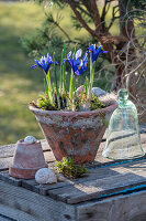 Zwerg-Iris (Iris reticulata) 'Purple Hill' im Keramiktopf auf der Terrasse