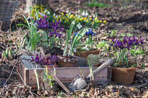 Zwerg-Iris (Iris reticulata) 'Purple Hill' und Schneeglöckchen (Galanthus) in Töpfe und Beet einpflanzen