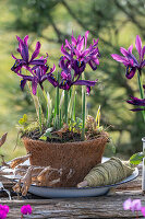 Iris reticulata;Purple Hill;