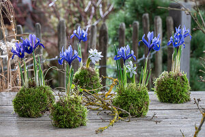 Zwerg-Iris (Iris reticulata) im Moosbett und Puschkinie  (Puschkinia scilloides) auf Gartentisch