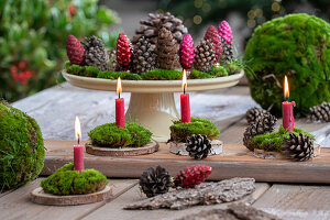 Vier Kerzen auf Baumscheiben mit Moos und Zapfen dekoriert, Adventsdeko