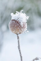 Hagebutte, Frucht mit Eiskristallen angefroren, close-up