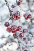 Zierapfelzweige (Malus), Früchte mit Eiskristallen angefroren, close-up