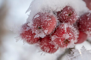 Zierapfelzweige (Malus), Früchte mit Eiskristallen angefroren, close-up