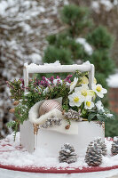 Christrosen (Helleborus niger), Heidekraut (Erika) und Tannenzweige in alter Werkzeugkiste, mit Schnee und Zapfen auf Terrassentisch