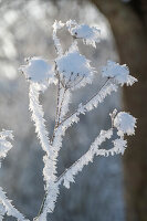 Fenchelblüten mit Eiskristallen angefroren bei Frost im Garten