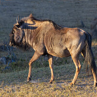 Close-up of wildebeest, aka Gnu. Camelthorn Lodge. Hwange National Park. Zimbabwe.