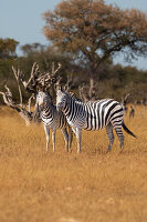 Zebras. Camelthorn Lodge. Hwange National Park. Zimbabwe.