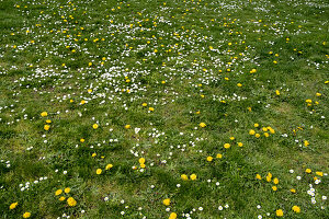 Field of green grass and blooming daisies and dandelions, a lawn in spring.