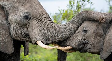 Zwei Elefanten, Loxodonta africana, grüßen sich.