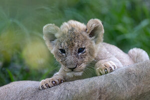 Ein Löwenjunges, Panthera leo, neben seiner Mutter.