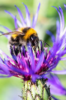 Bumblebee in cornflower