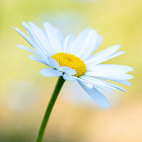 Margeritenblüte