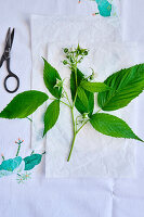 Raspberry leaves