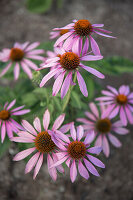 Purple coneflower in the garden bed