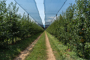 Apple trees in rows, covered with a hail protection net