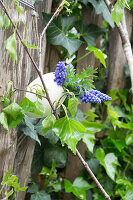 Mit Traubenhyazinthen (Muscari) gefüllte Gänseeierschale als Vase, zwischen Birkenzweigen und Efeu am Zaun hängend