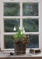 Schneeglöckchen (Galanthus) mit Kresse im Topf und Kränzchen aus Lärchenzweigen auf Fensterbank
