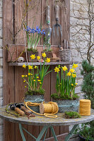 Narzissen 'Téte á Téte' (Narcissus), Netzblatt-Iris und Schneeglöckchen in Töpfen und Werkzeug auf Terrassentisch