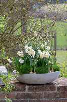 Narzissen 'Bridal Crown' (Narcissus) und Sternmoos in Blumenschale auf der Terrasse