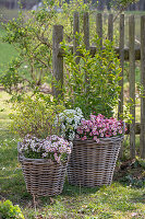 Blumenkörbe mit Wolfsmilch 'Ascot Rainbow, Goldlack 'Winter Creme', Goldliguster 'Aureum', Steinbrech im Garten